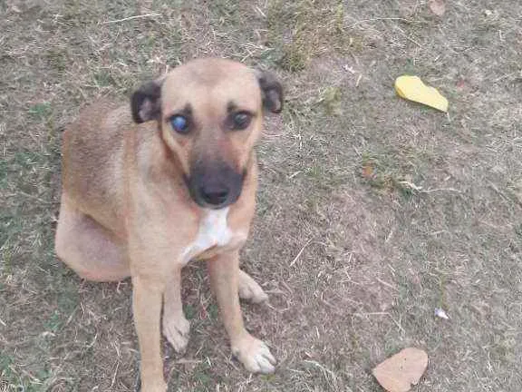 Cachorro raça Vira  lata idade 3 anos nome Marmita 