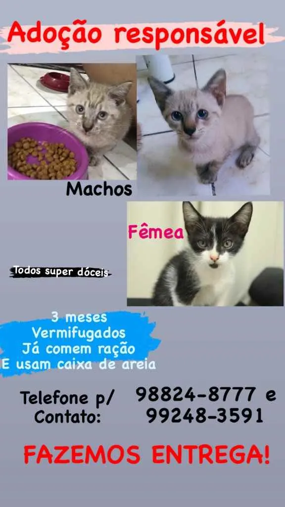 Gato ra a  idade 2 a 6 meses nome Ainda não possuem 