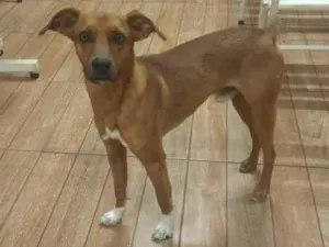 Cachorro raça SRD-ViraLata idade 2 anos nome Lucky