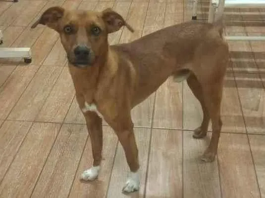 Cachorro ra a SRD-ViraLata idade 2 anos nome Lucky