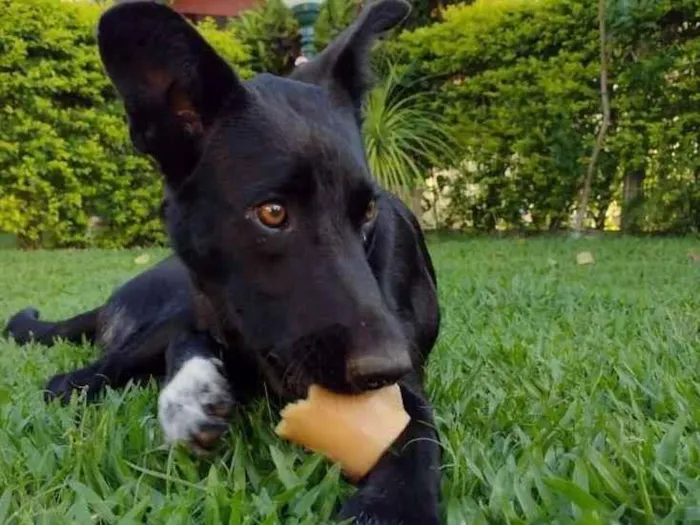 Cachorro ra a SRD-ViraLata idade 1 ano nome pita