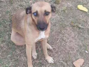 Cachorro raça Vira  lata idade 3 anos nome Marmita 