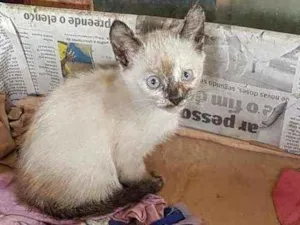 Gato raça SRD idade 2 a 6 meses nome Cristal 