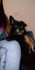 Cachorro raça Vira lata  idade 5 anos nome Cindy