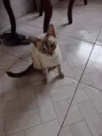 Catarina