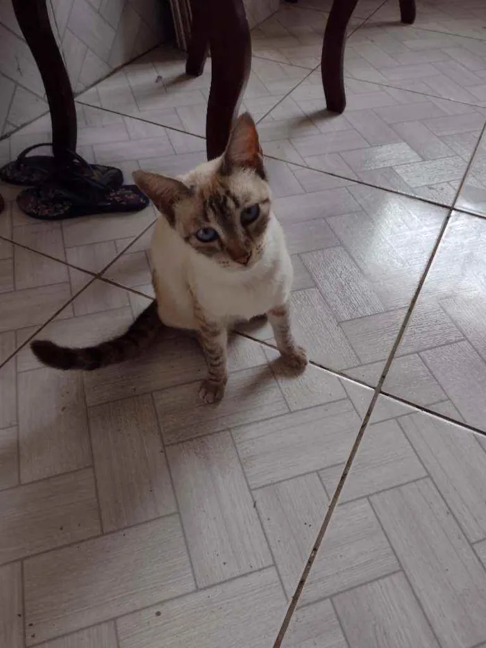 Gato raça Srd idade 7 a 11 meses nome Catarina