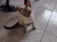 Catarina