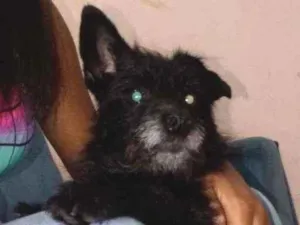 Cachorro raça Vira lata  idade 5 anos nome Cindy