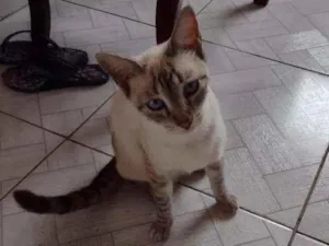 Gato raça Srd idade 7 a 11 meses nome Catarina