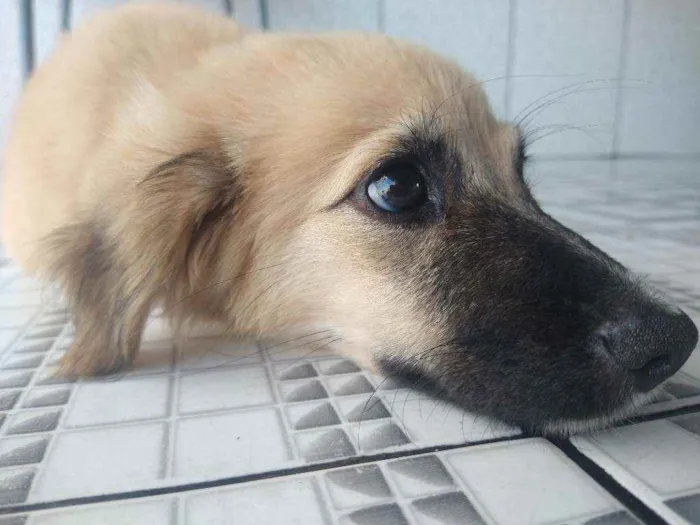 Cachorro ra a Vira lata idade 2 a 6 meses nome Mel