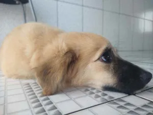 Cachorro raça Vira lata idade 2 a 6 meses nome Mel