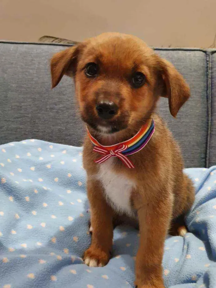 Cachorro raça SRD  idade 2 a 6 meses nome Aruk 