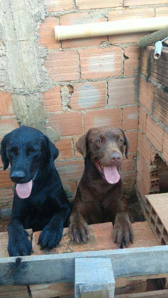 Cachorro raça Labrador Retriever puro idade 2 anos nome Cacau