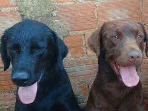 Cachorro raça Labrador Retriever puro idade 4 anos nome Amora