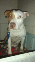 Nala