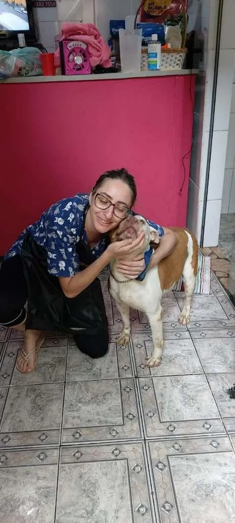 Cachorro ra a Pit-Bull idade 3 anos nome Nala