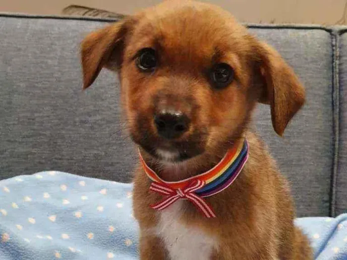 Cachorro raça SRD  idade 2 a 6 meses nome Aruk 