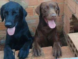 Cachorro raça Labrador Retriever puro idade 2 anos nome Cacau