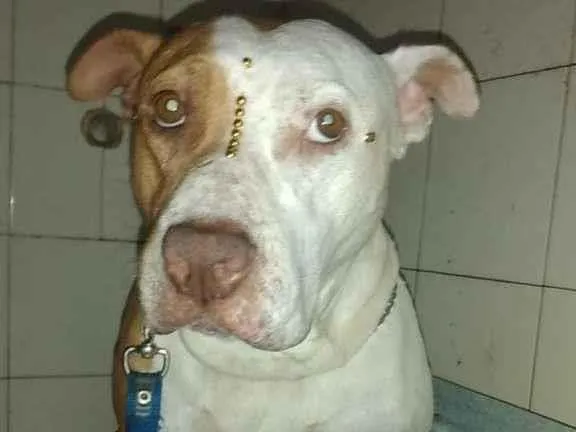 Cachorro ra a Pit-Bull idade 3 anos nome Nala