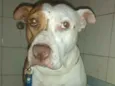 Nala