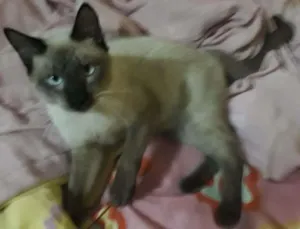 Gato raça  idade 2 a 6 meses nome Tommy