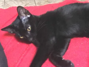 Gato raça SRD idade 2 a 6 meses nome Pantera 