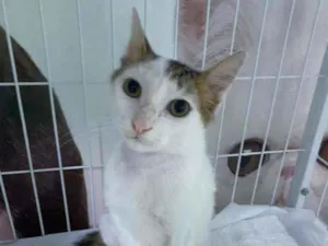 Gato raça SRD idade 2 a 6 meses nome Bruno