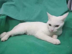 Gato raça Srd idade 2 a 6 meses nome Julie