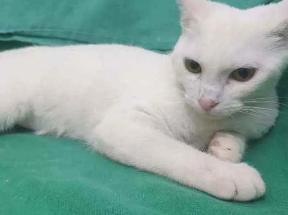 Gato raça Srd idade 2 a 6 meses nome Julie