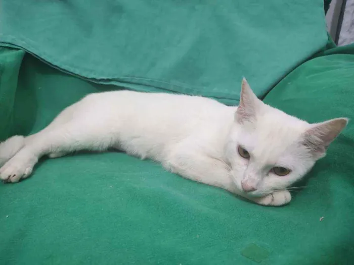 Gato raça Srd idade 2 a 6 meses nome Julie