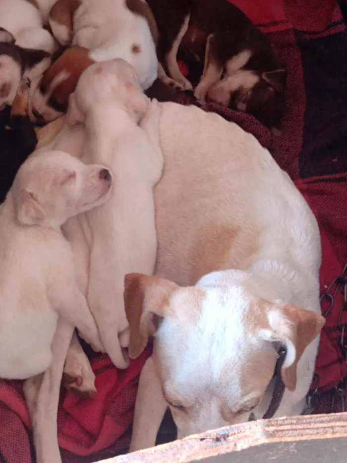 Cachorro ra a Vira lata idade Abaixo de 2 meses nome Indefinido