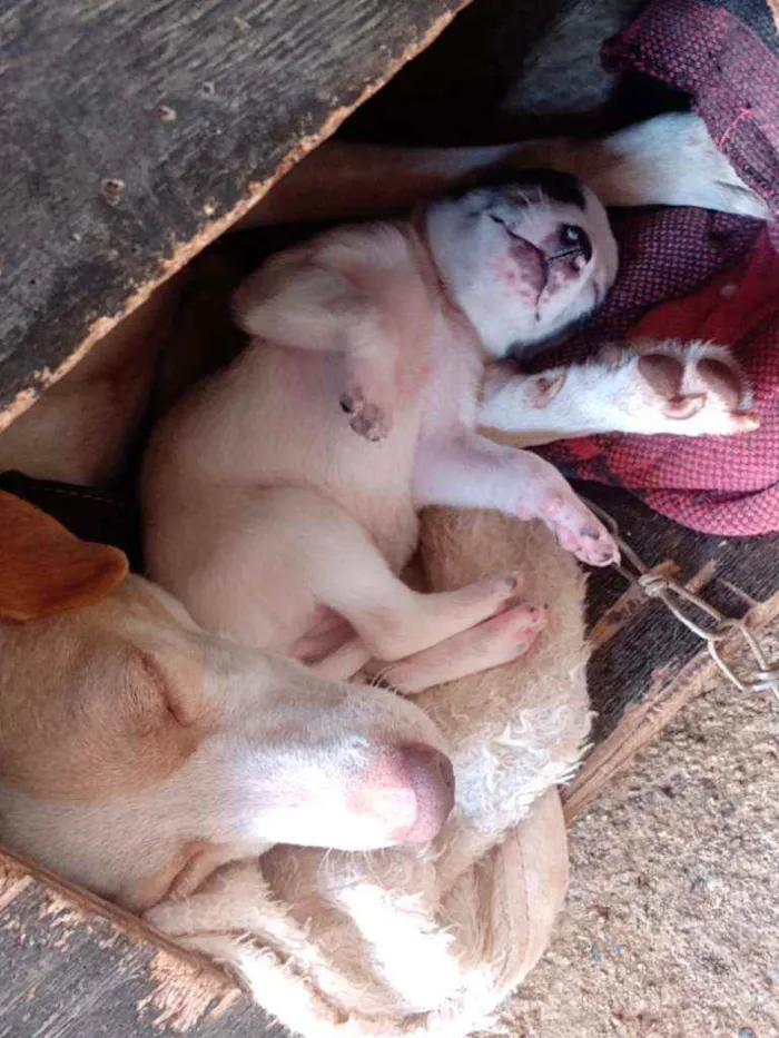 Cachorro ra a Vira lata idade Abaixo de 2 meses nome Indefinido