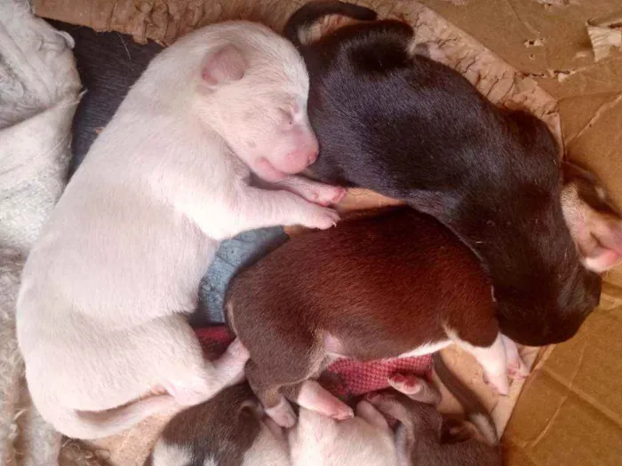 Cachorro ra a Vira lata idade Abaixo de 2 meses nome Indefinido