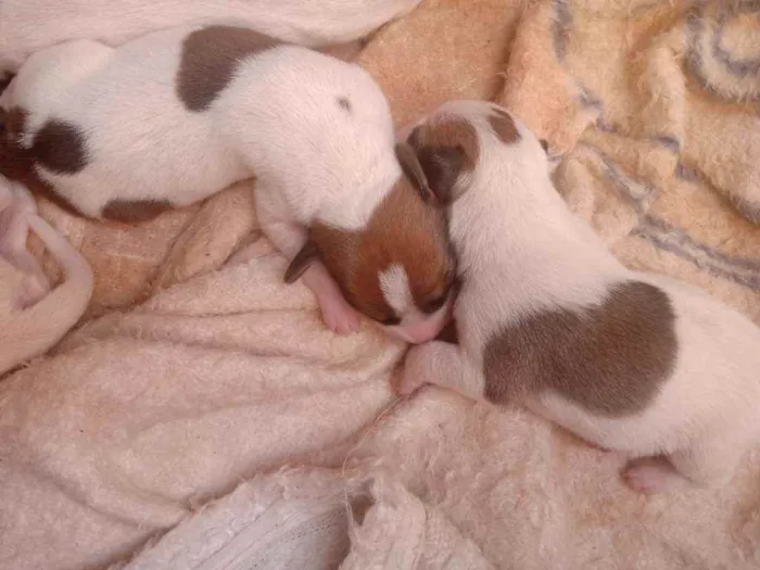 Cachorro ra a Vira lata idade Abaixo de 2 meses nome Indefinido