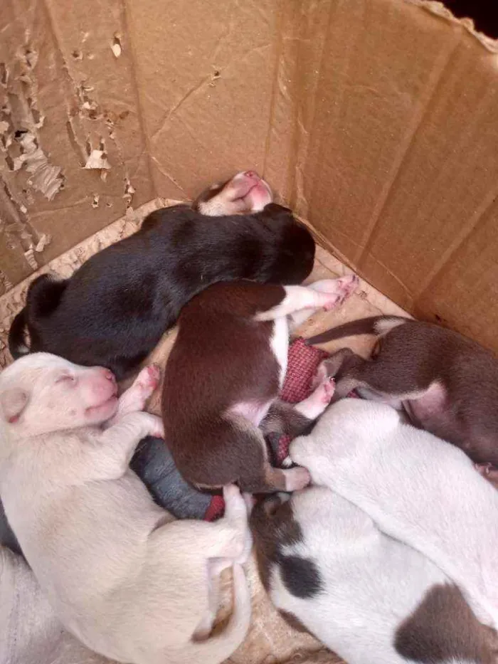 Cachorro ra a Vira lata idade Abaixo de 2 meses nome Indefinido