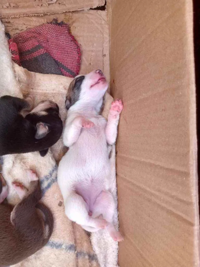 Cachorro ra a Vira lata idade Abaixo de 2 meses nome Indefinido