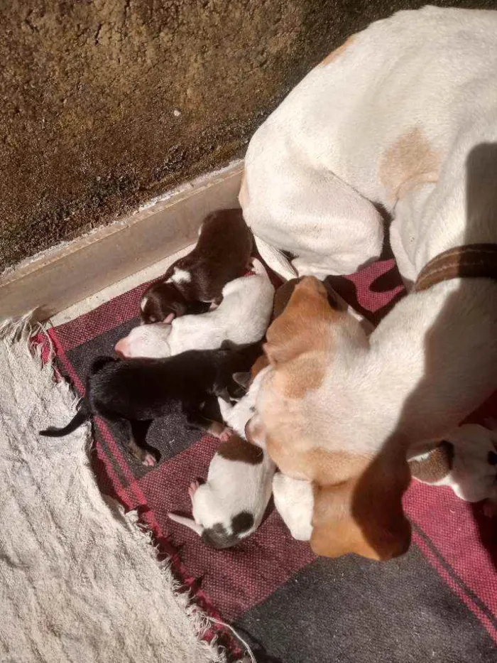 Cachorro ra a Vira lata idade Abaixo de 2 meses nome Indefinido