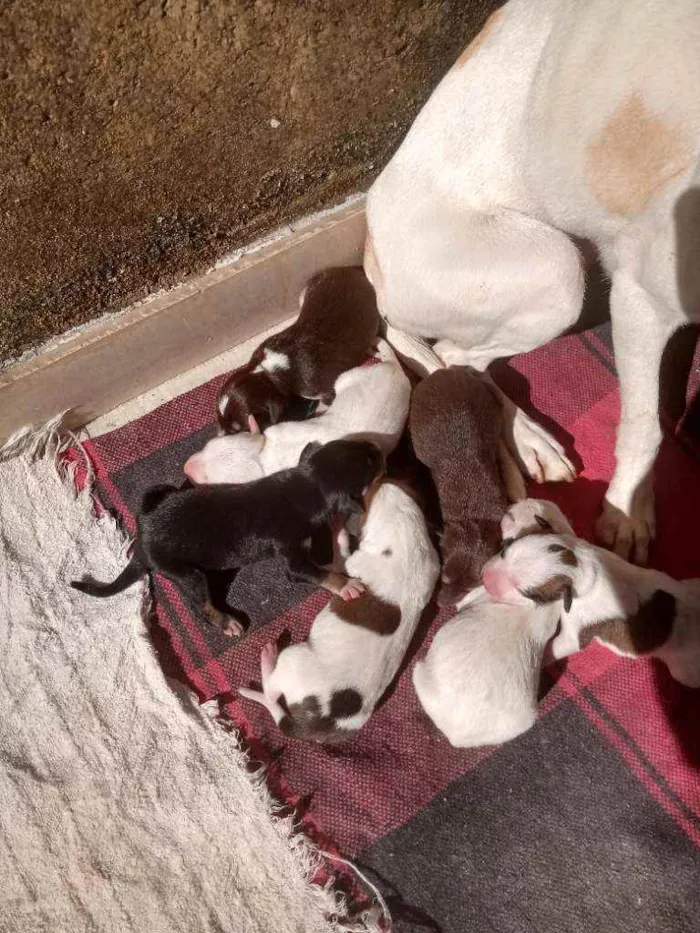 Cachorro ra a Vira lata idade Abaixo de 2 meses nome Indefinido