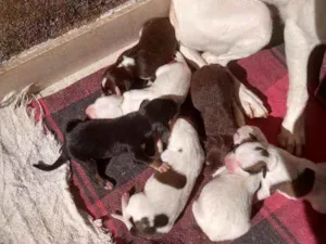 Cachorro raça Vira lata idade Abaixo de 2 meses nome Indefinido