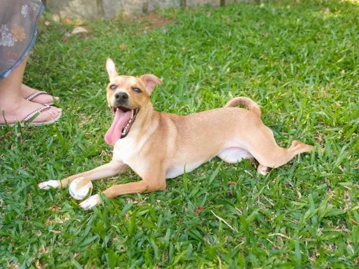 Cachorro ra a SRD idade 2 anos nome Leona