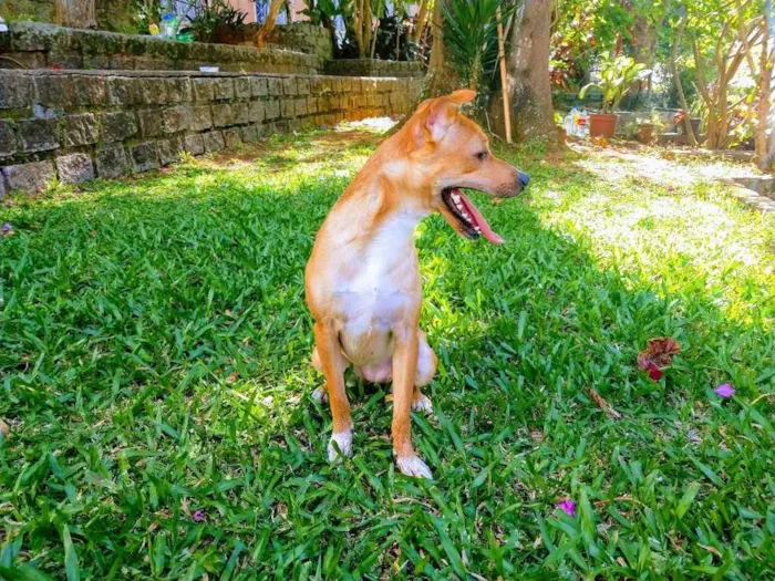 Cachorro ra a SRD idade 2 anos nome Leona