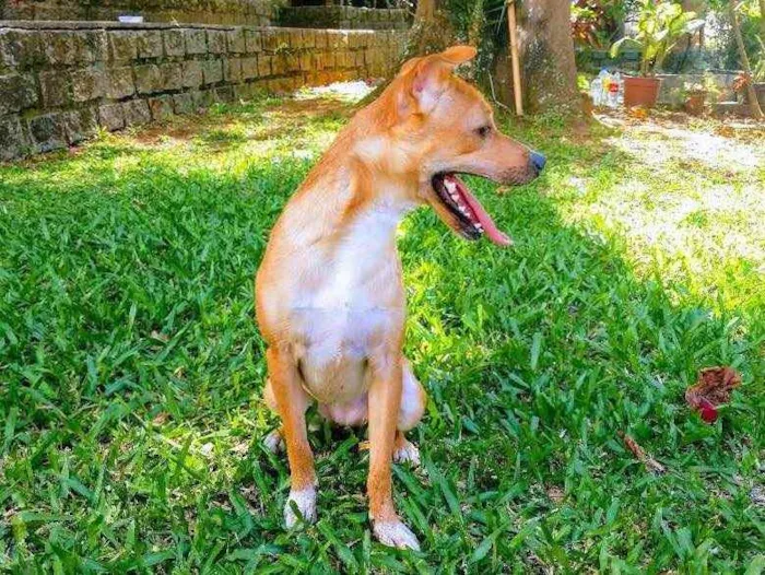 Cachorro ra a SRD idade 2 anos nome Leona