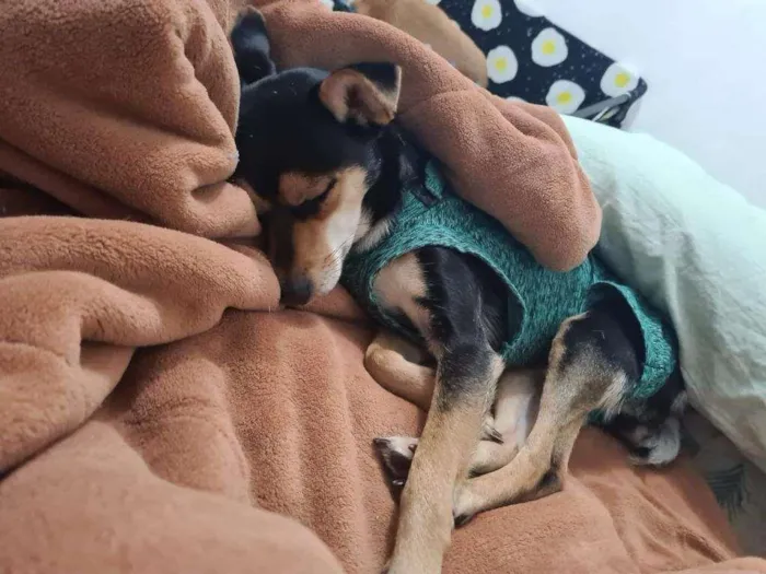 Cachorro ra a SRD-ViraLata idade 2 anos nome Nina