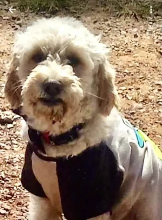Cachorro ra a Poodle  idade 7 a 11 meses nome Luke 