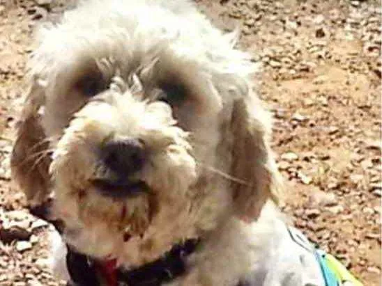 Cachorro ra a Poodle  idade 7 a 11 meses nome Luke 