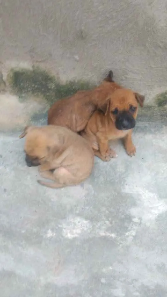 Cachorro raça Srd idade Abaixo de 2 meses nome Super heróis 