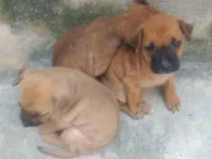 Cachorro raça Srd idade Abaixo de 2 meses nome Super heróis 