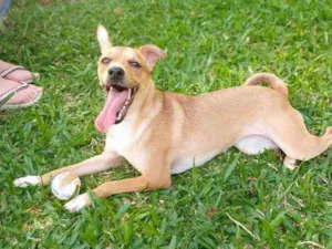 Cachorro raça SRD idade 2 anos nome Leona