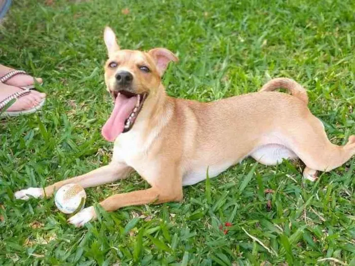Cachorro ra a SRD idade 2 anos nome Leona