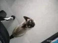Marronzinha